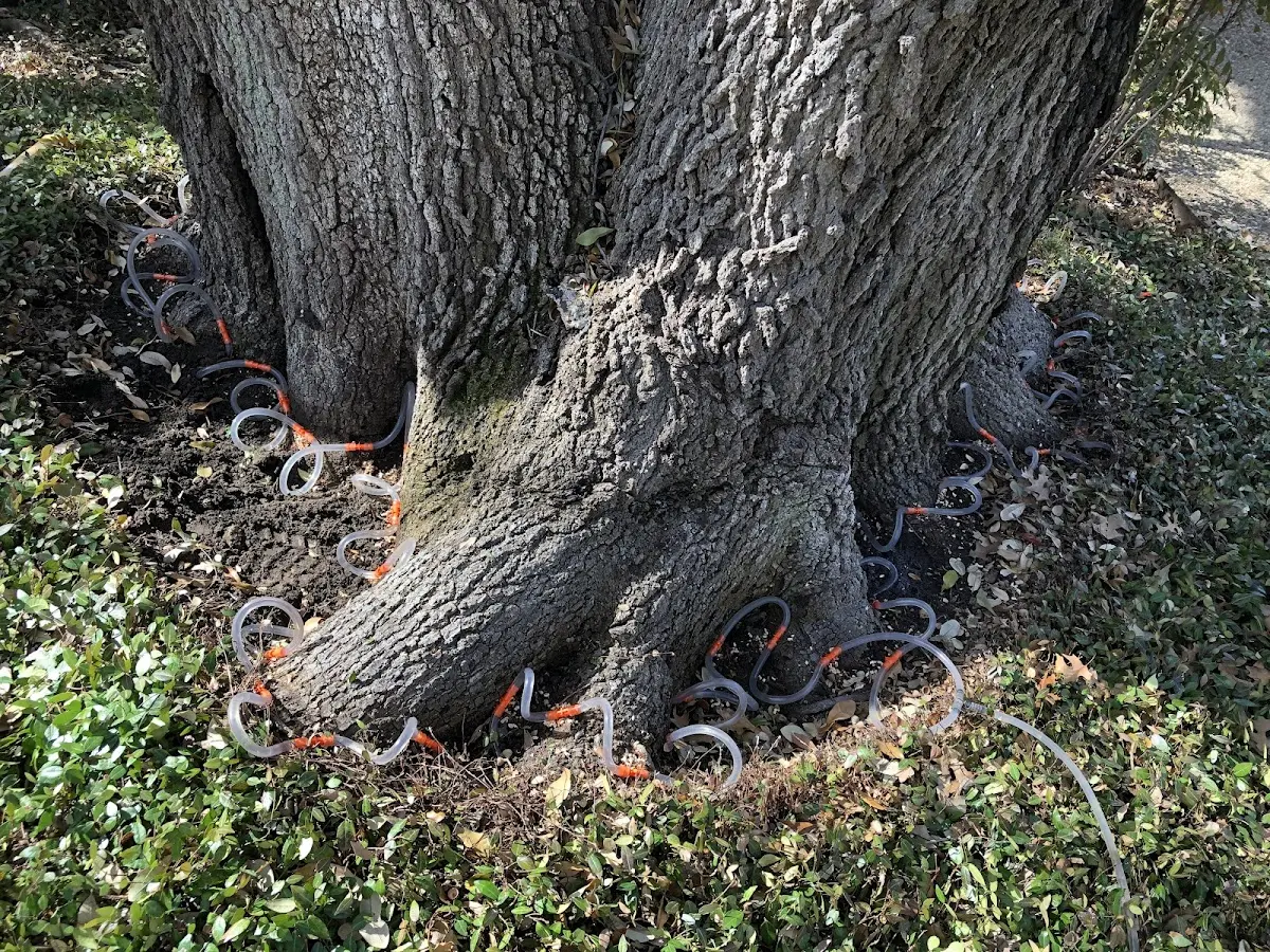 Detailed Shrub and Hedge Trimming job site in Cedar Ridge
