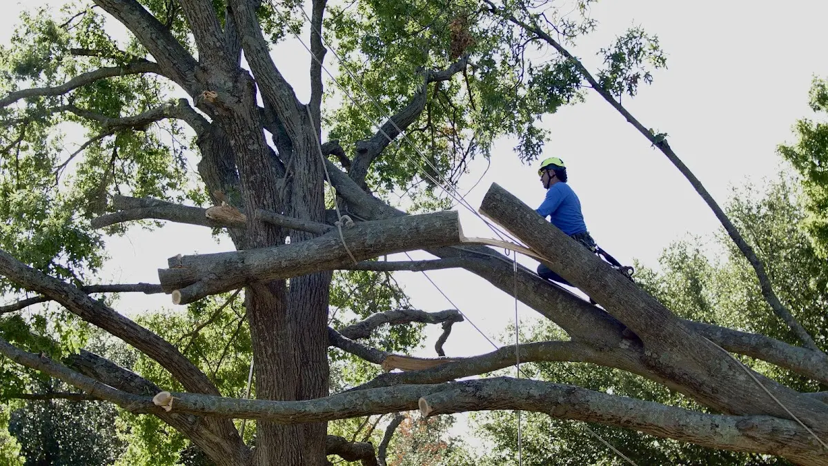 Professional Hazardous Tree Removal performed by certified arborists in Cedar Ridge