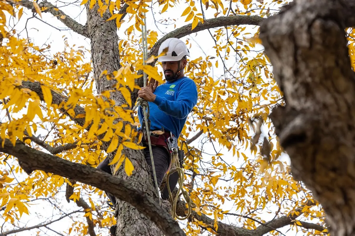 Skilled Tree Transplanting crew working in Cedar Ridge