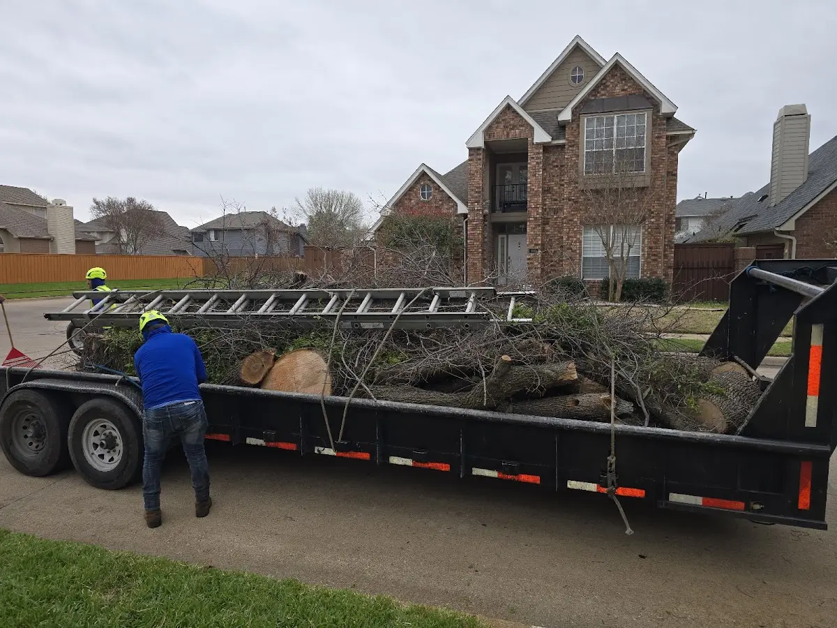 Expert Tree Pest Control with proper safety equipment in Cedar Ridge